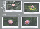 Faltkarten-Set Rosen Faltkarten-Set Rosen