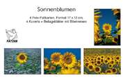 Faltkartenbox Sonnenblumen, 4 Stück Faltkartenbox Sonnenblumen, 4 Stück