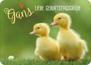 Gans liebe Geburtstagsgrüße - Postkarte Gans liebe Geburtstagsgrüße - Postkarte