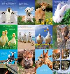 Postkartenserie "Tiere" - 12 Stück